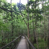 Review photo of Longleaf Campground — Congaree National Park by Margaret , April 30, 2019