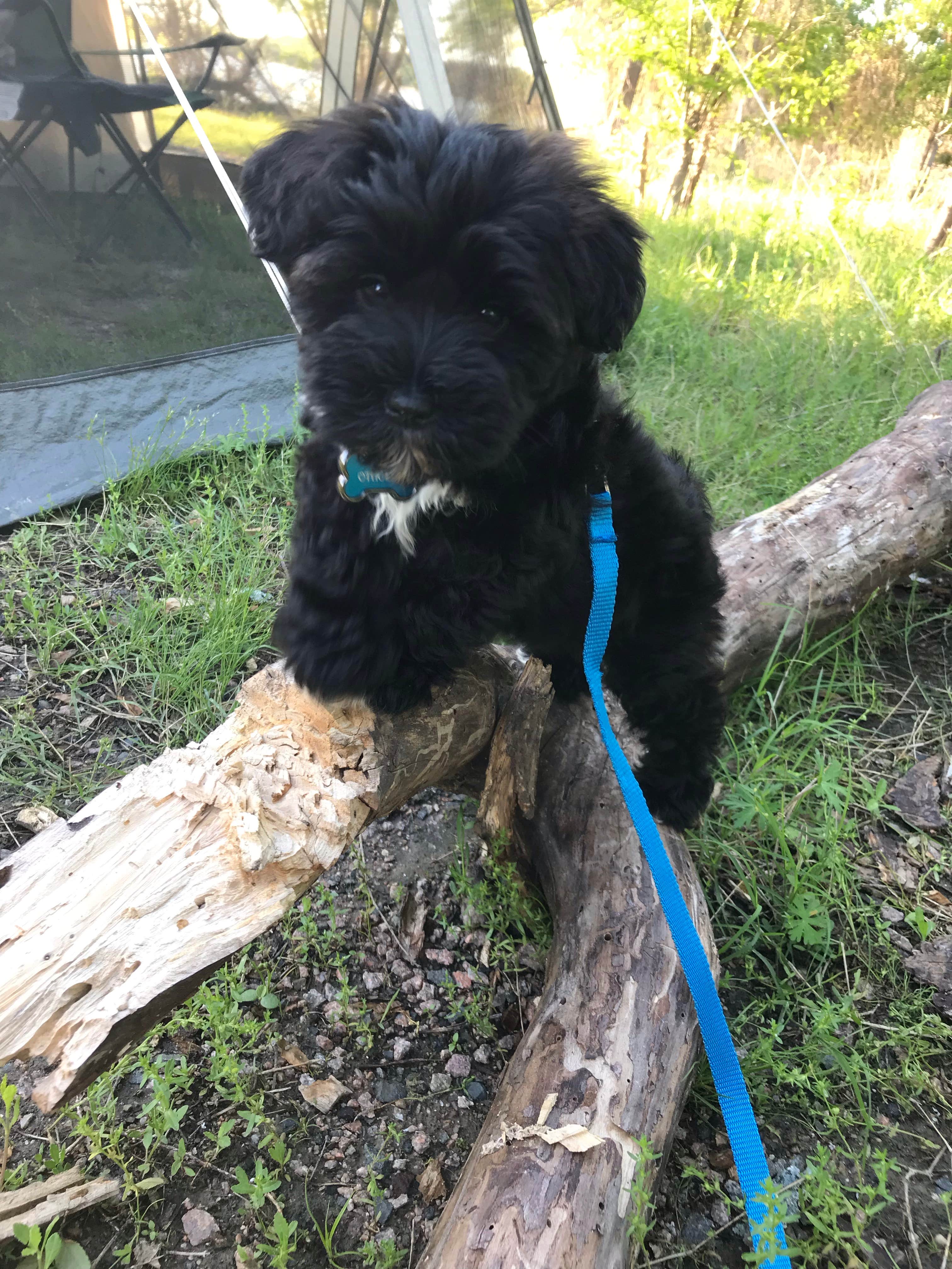 Elizabeth N.'s photo of camping with pets at Isle du Bois Campsites — Ray Roberts Lake State Park near Little Elm, TX