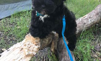 Elizabeth N.'s photo of camping with pets at Isle du Bois Campsites — Ray Roberts Lake State Park near Gainesville, TX