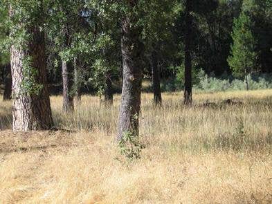 Camper submitted image from Pines Group Stanislaus — Stanislaus National Forest - 1