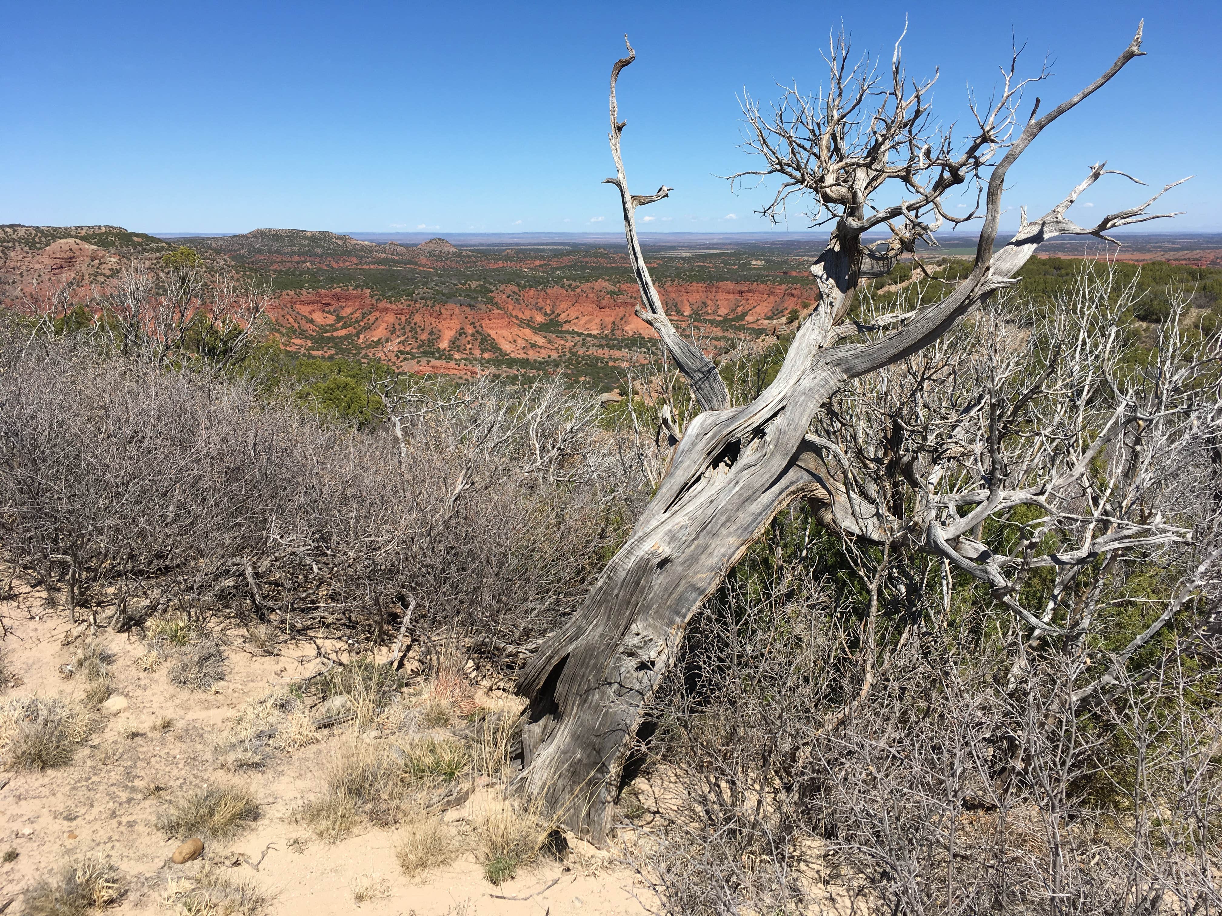 Camper-submitted photo at South Prong Primitive Camping Area — Caprock Canyons State Park near Plainview, TX