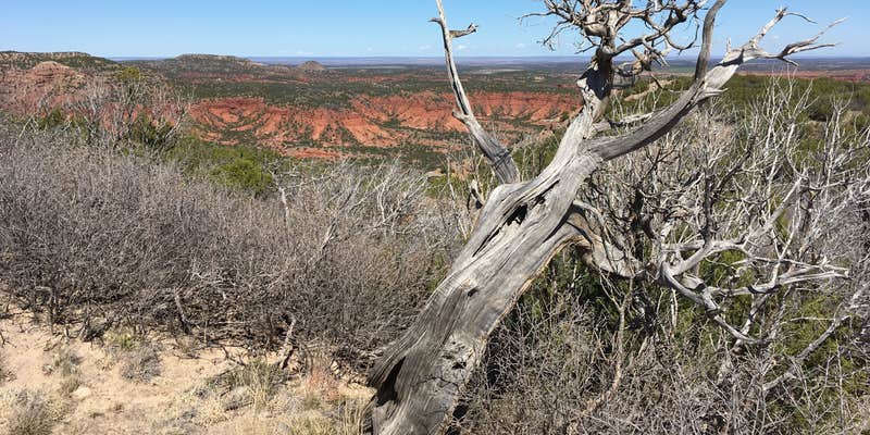 Camper submitted image from South Prong Primitive Camping Area — Caprock Canyons State Park