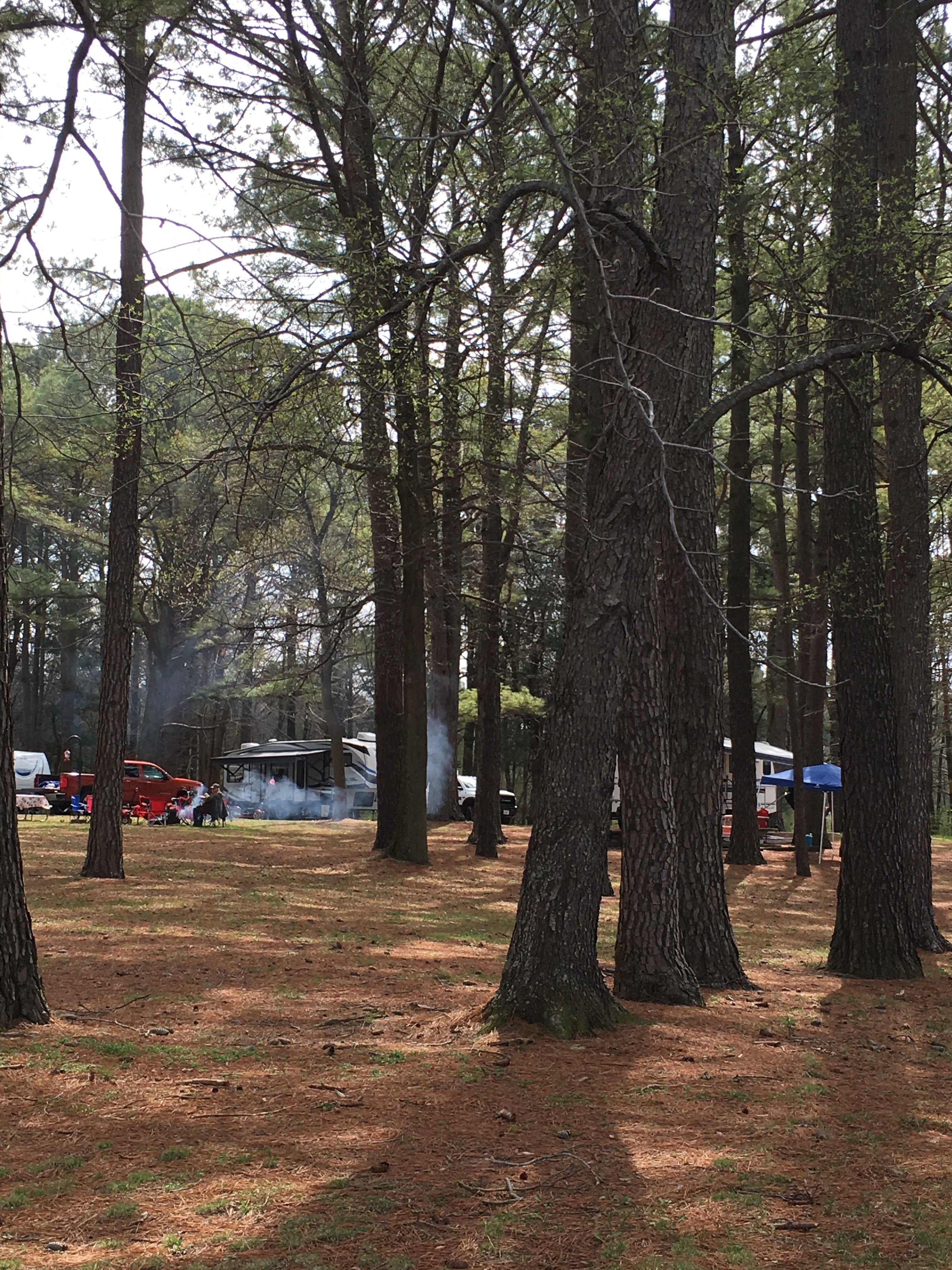 A friendly neighbor's campsite on the next loop over had lots of hammock trees