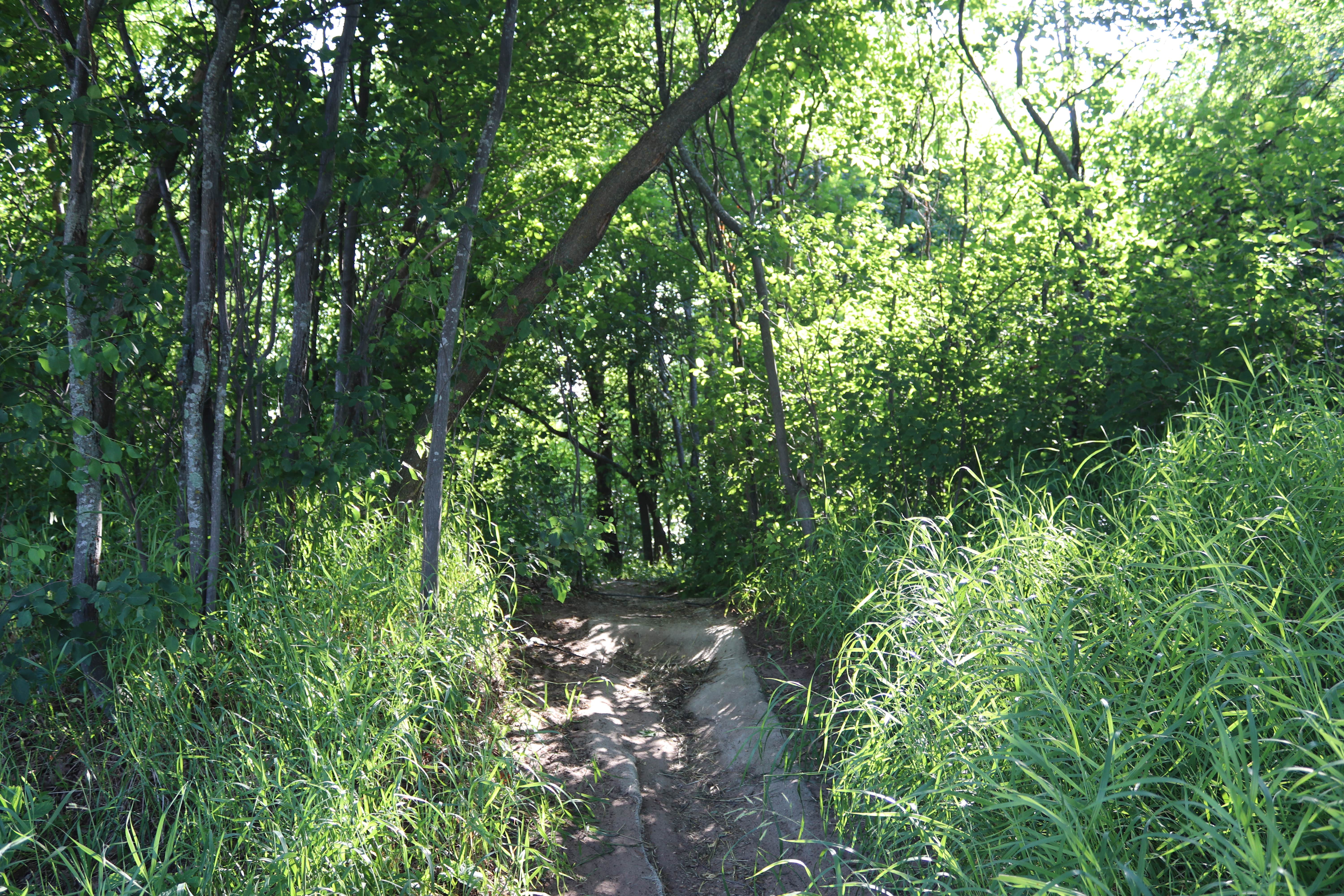 Hiking trail through the woods across the river from the campground