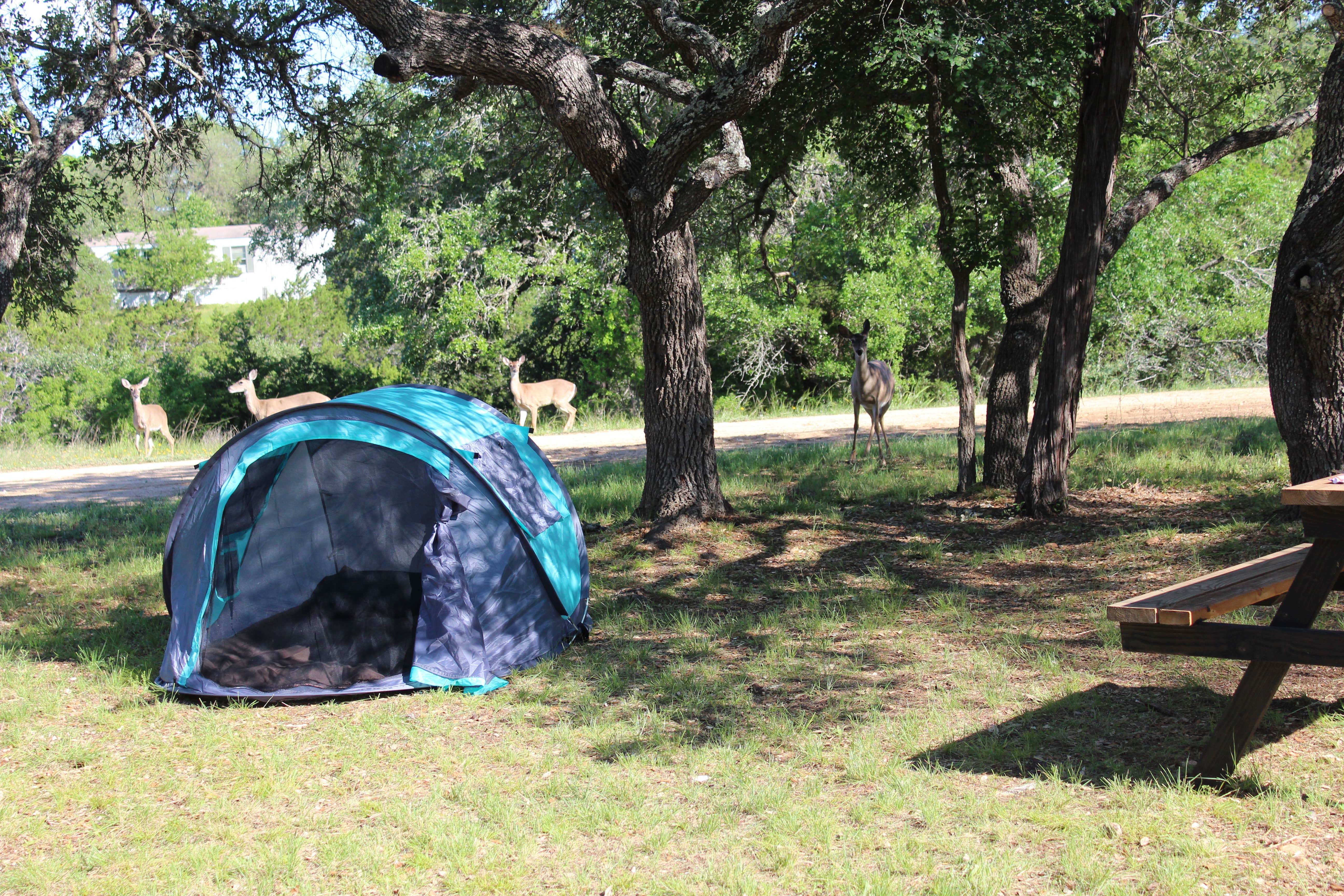 Crystal C.'s photo at Boulderdash Cabin & RV Park near Poteet, TX