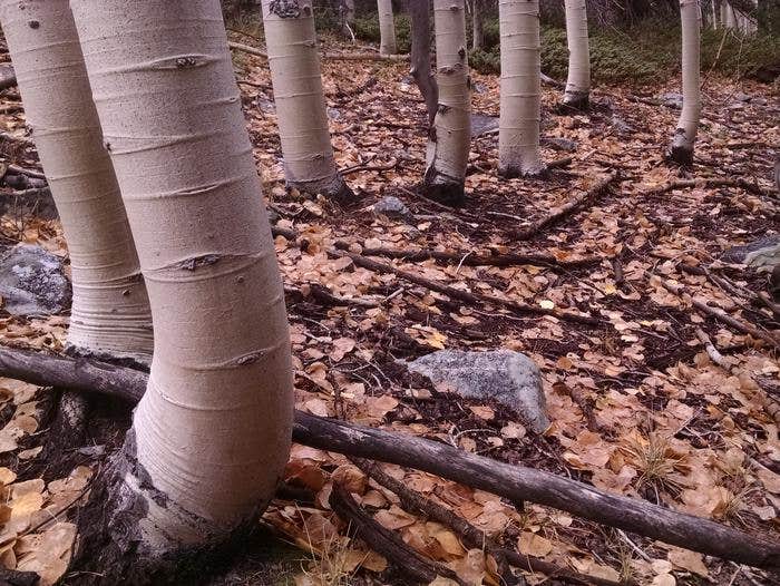 Camper submitted image from Lower Lehman Campground — Great Basin National Park - 4