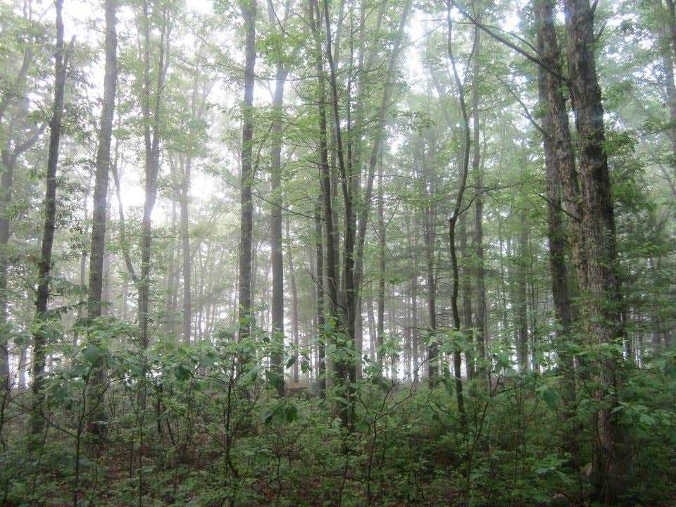 Camper submitted image from Mauch Chunk Lake Park - 4