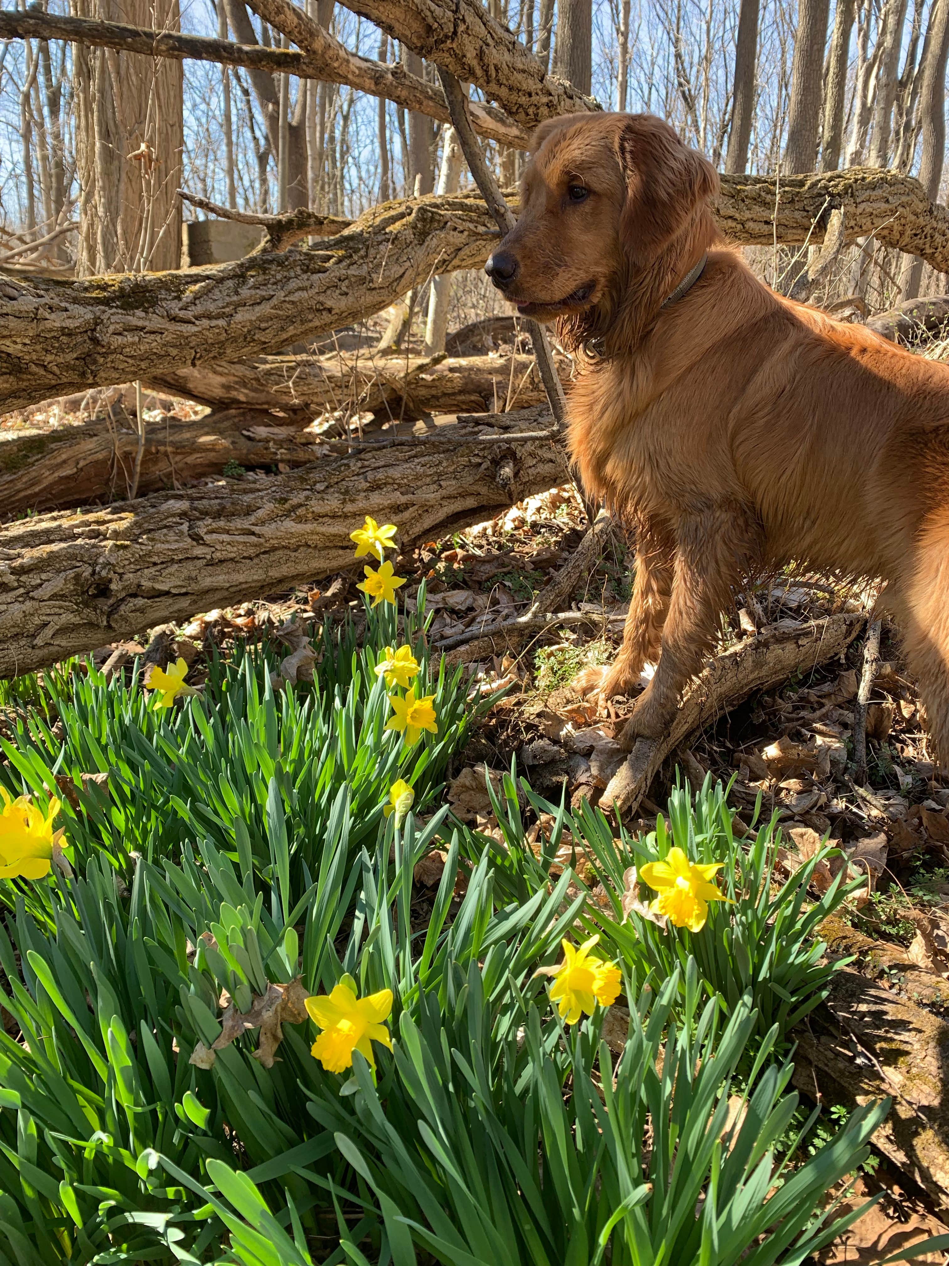 Bethany S.'s photo of camping with pets at Chain O' Lakes State Park Campground near Huntington, IN
