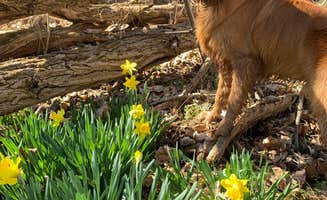 Bethany S.'s photo of camping with pets at Chain O' Lakes State Park Campground near Angola, IN