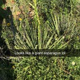 Review photo of Lake Colorado City State Park Campground by Jessica M., April 30, 2019