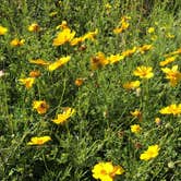 Review photo of Lake Colorado City State Park Campground by Jessica M., April 30, 2019