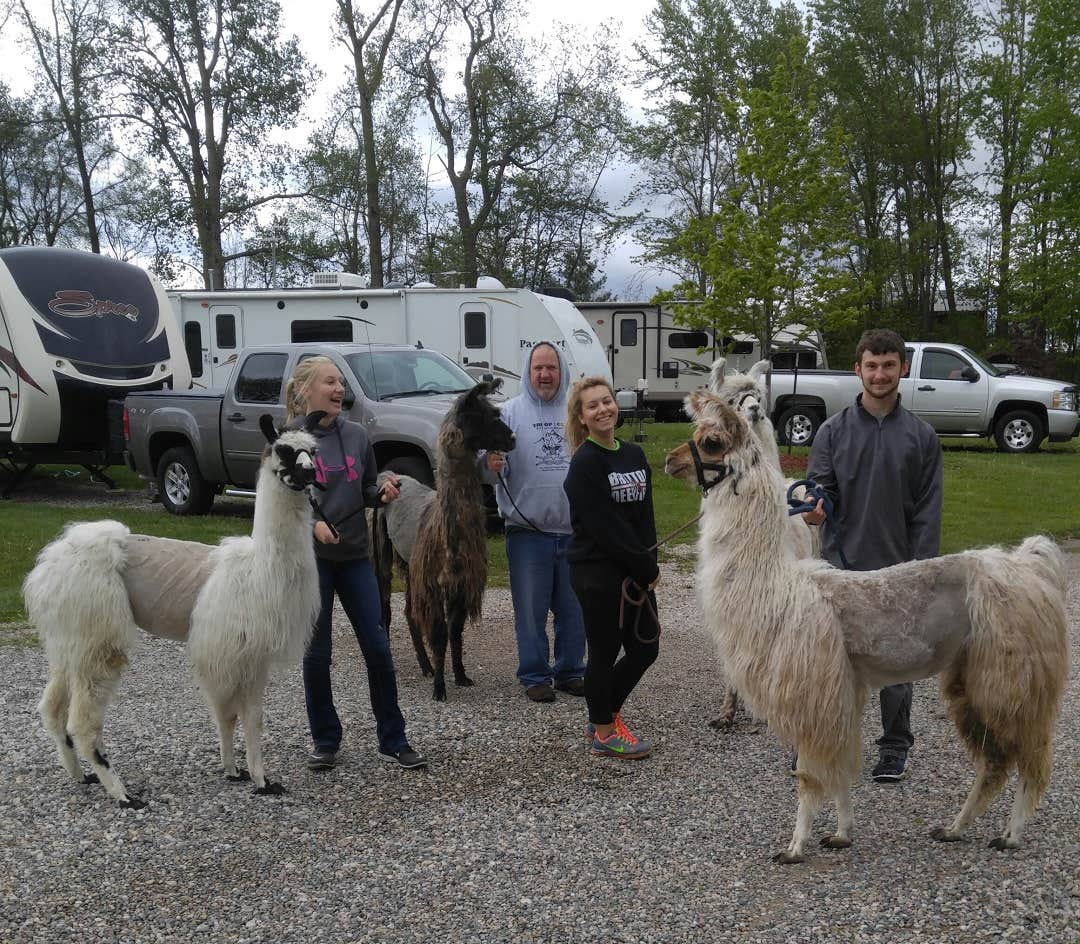 Animals