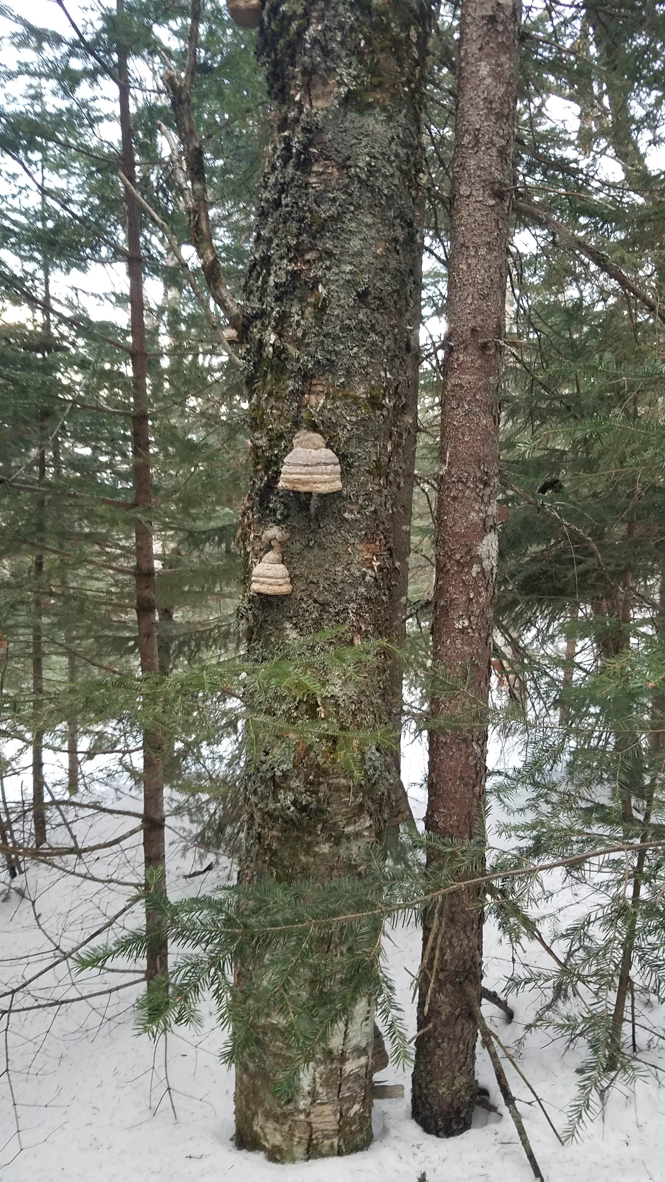 Camper-submitted photo at Ethan Pond Shelter near Benton, NH