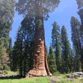 Review photo of Lodgepole Campground — Sequoia National Park by Erik S., April 30, 2019