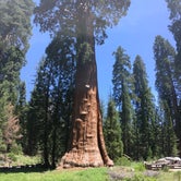 Review photo of Lodgepole Campground — Sequoia National Park by Erik S., April 30, 2019