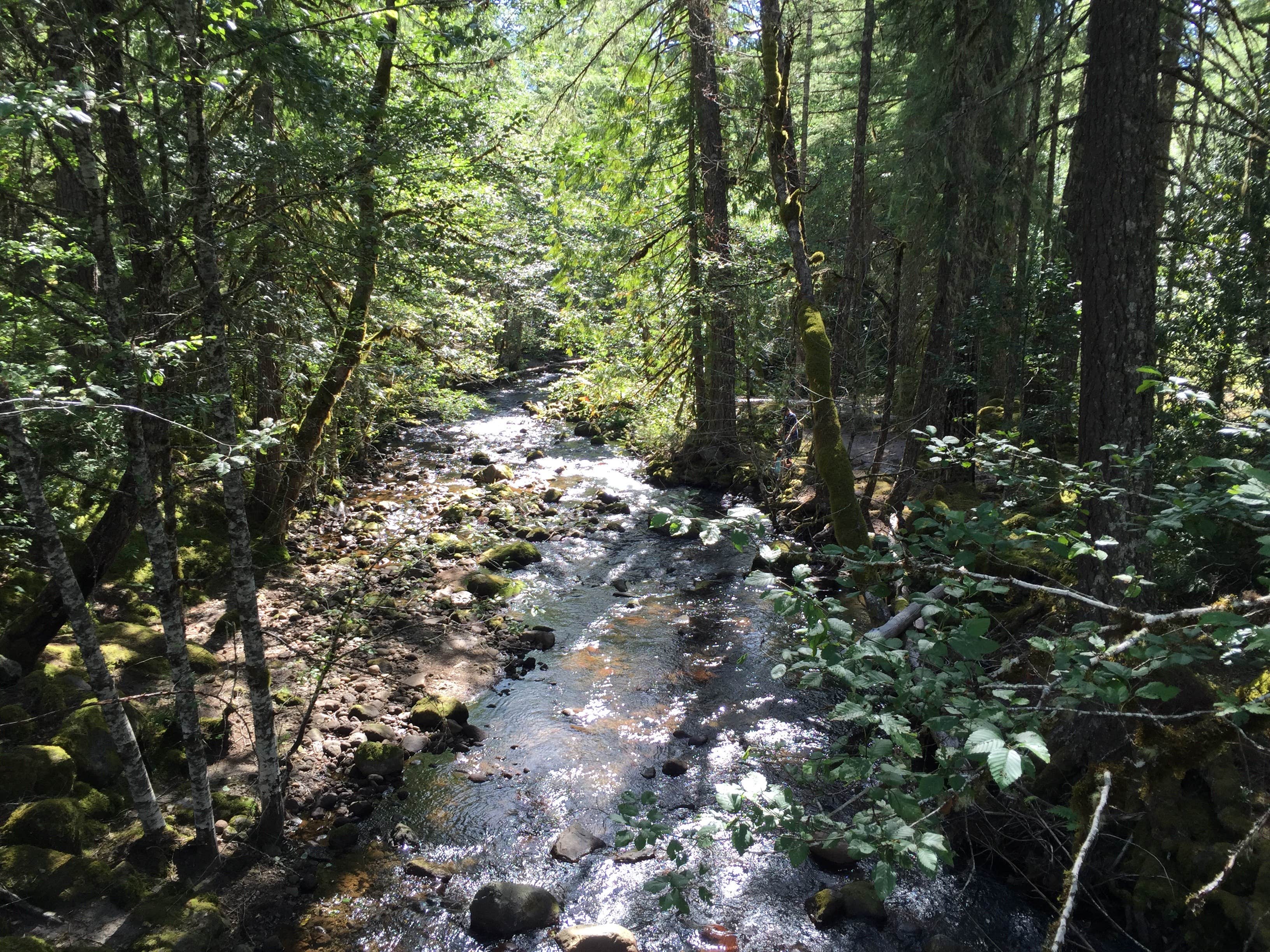 Camper submitted image from Riley Horse Campground - 5