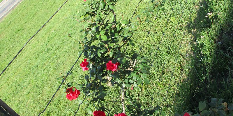 Camper submitted image from Tranquil Gardens RV Park