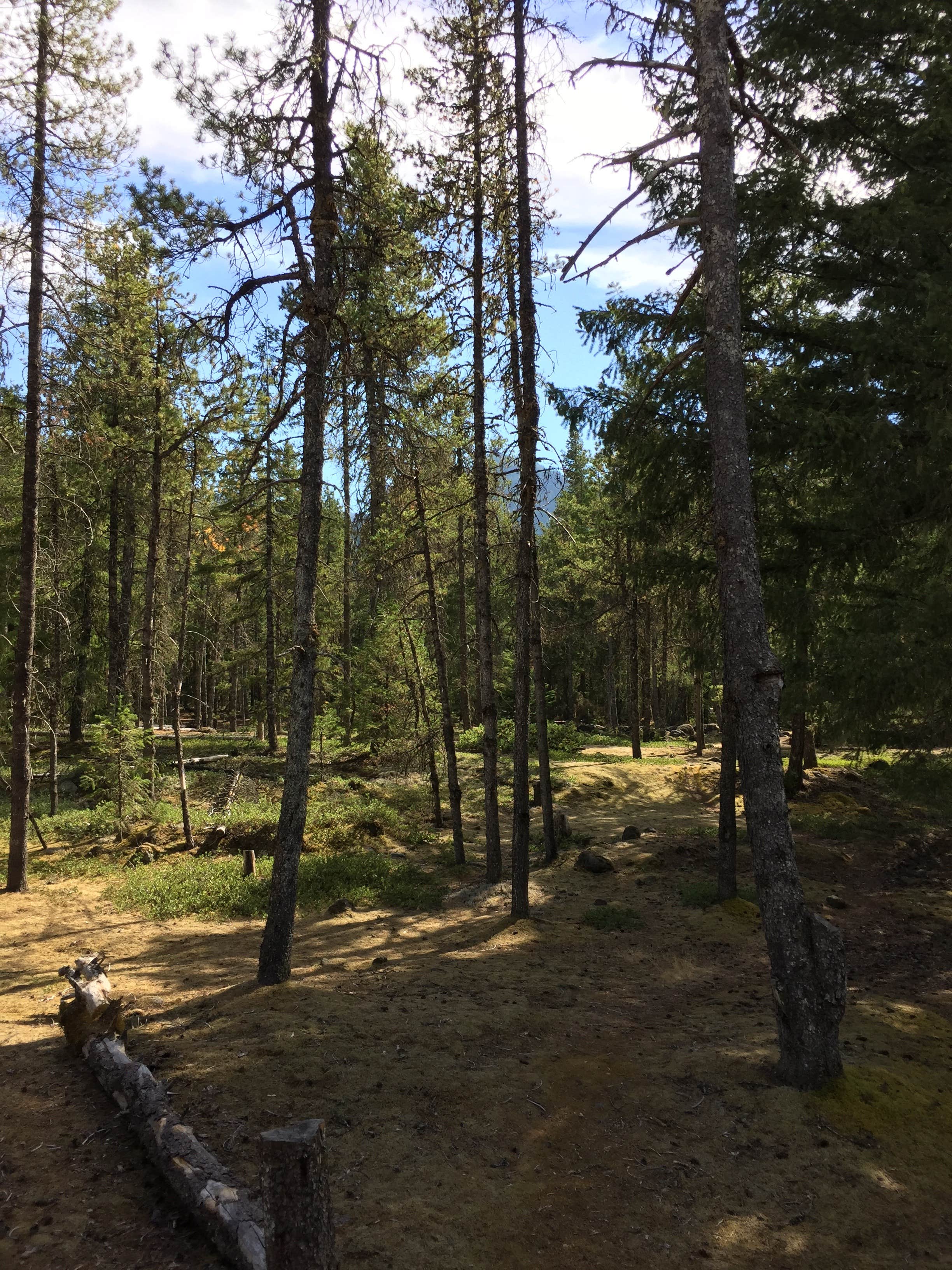 Camper submitted image from McNeil Campground - 2