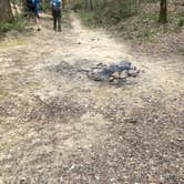 Review photo of Sipsey Wilderness Backcountry Site (Trail 203 Site A) by Asher K., April 30, 2019