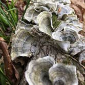 Review photo of Sipsey Wilderness Backcountry Site (Trail 203 Site A) by Asher K., April 30, 2019