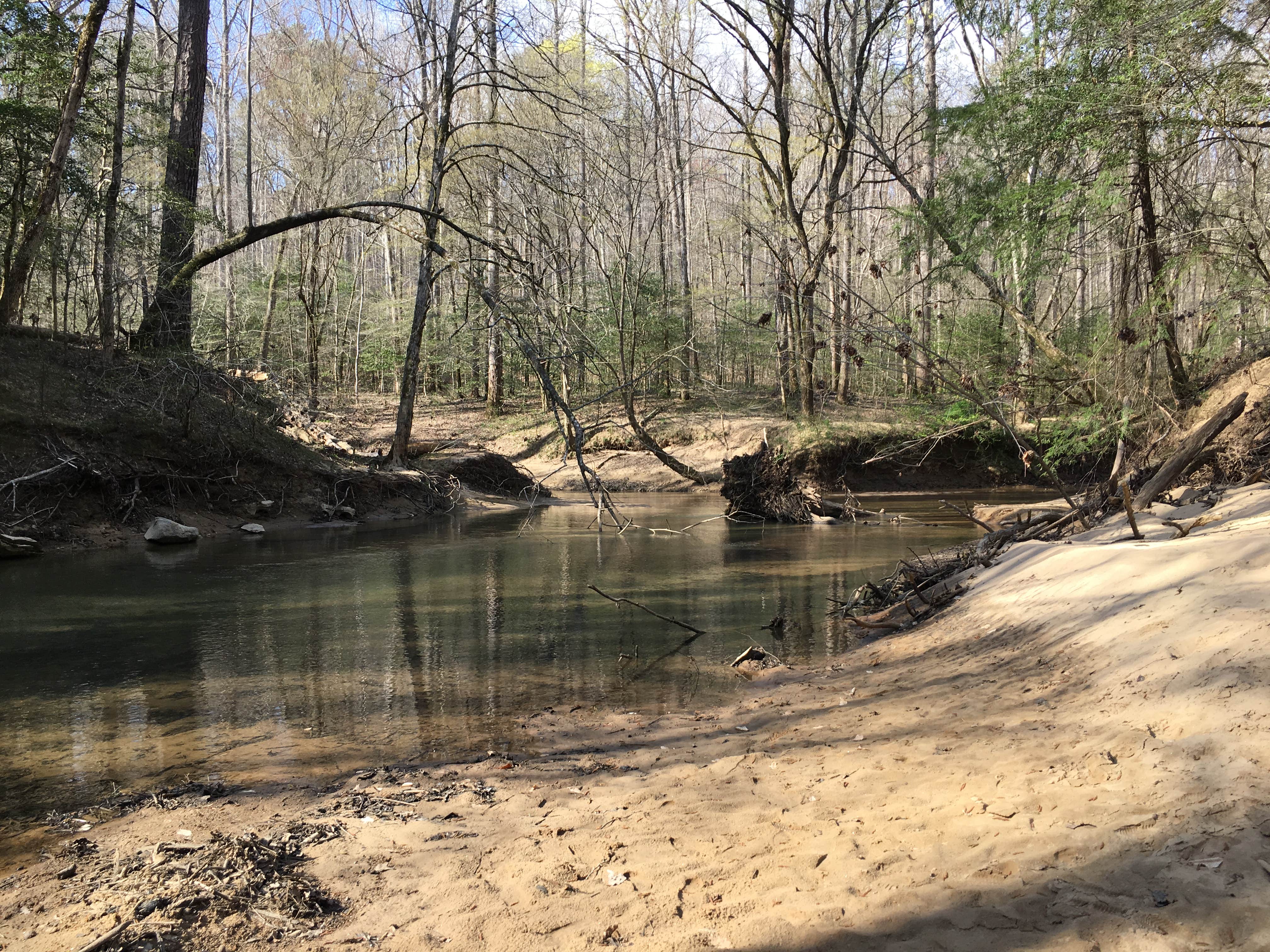 Camper submitted image from Sipsey Wilderness Backcountry Site (Trail 203 Site A) - 3