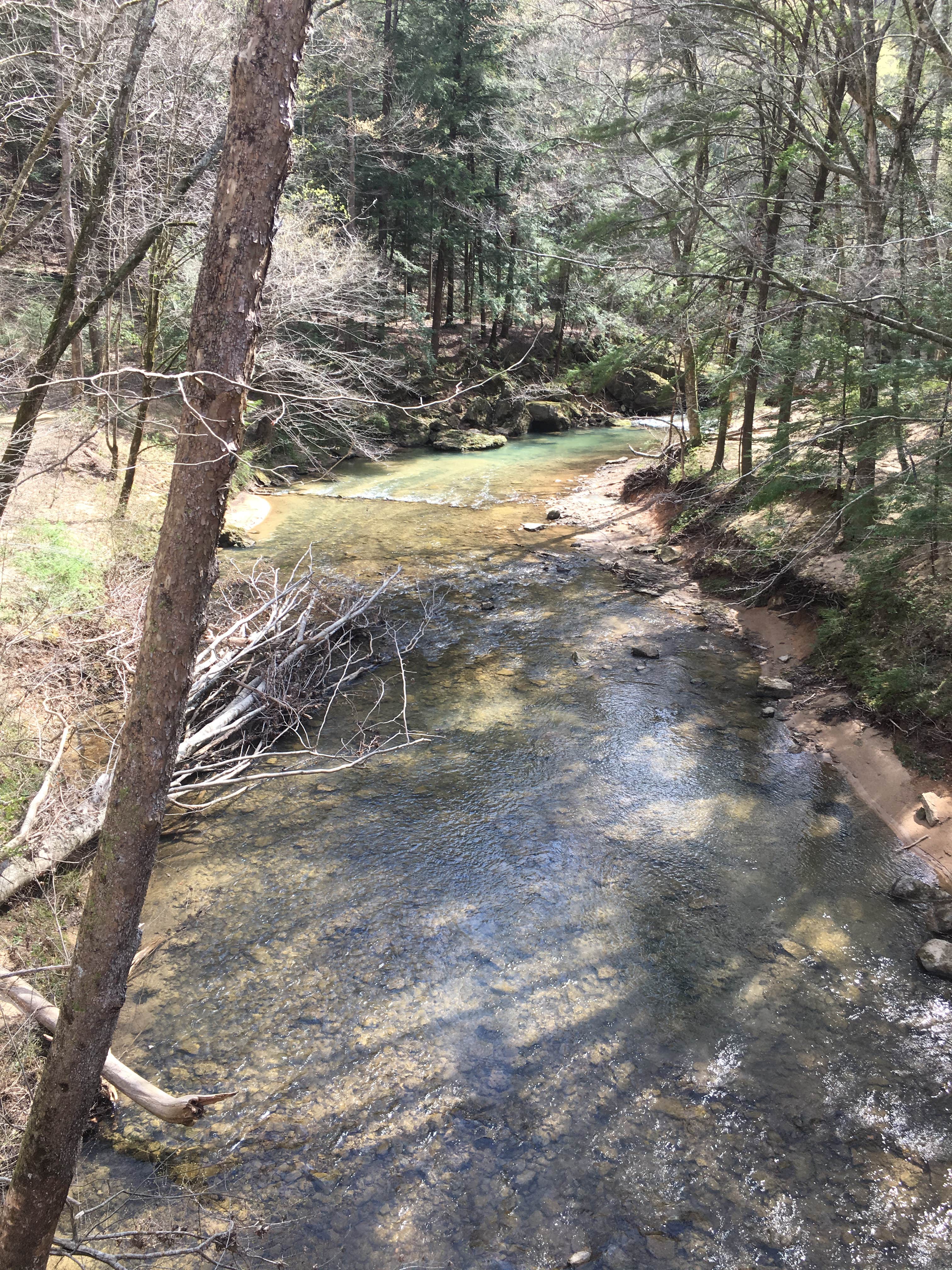 Camper submitted image from Sipsey Wilderness Backcountry Site (Trail 203 Site A) - 1