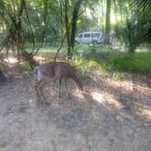 Review photo of Manatee Springs State Park Campground by Amanda K., April 30, 2019
