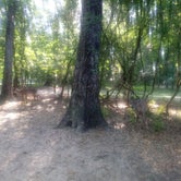 Review photo of Manatee Springs State Park Campground by Amanda K., April 30, 2019