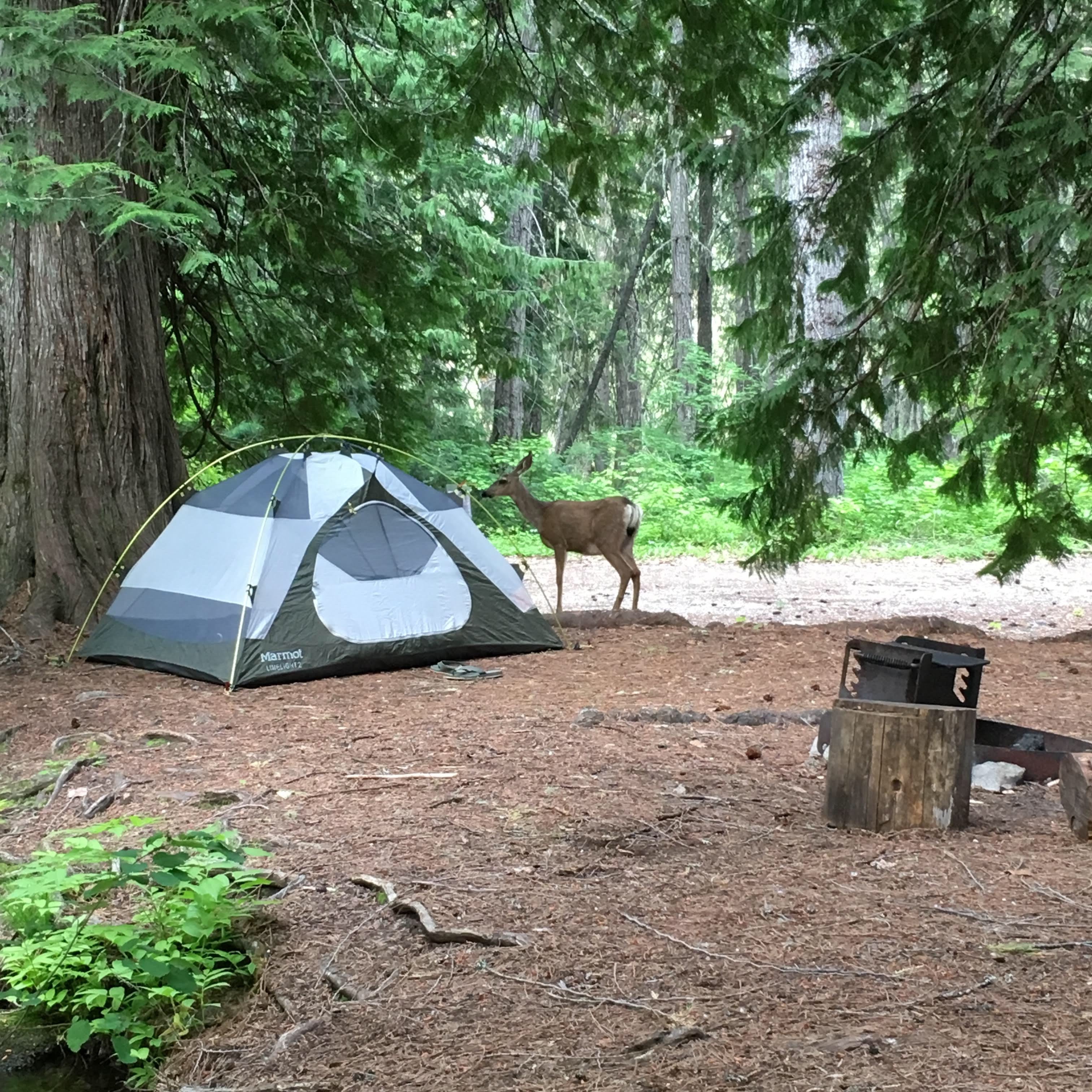 Camper submitted image from Bridge Creek Campground — North Cascades National Park - 5