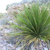 Review photo of Roys Peak Vista — Big Bend National Park by Bounding Around , April 30, 2019