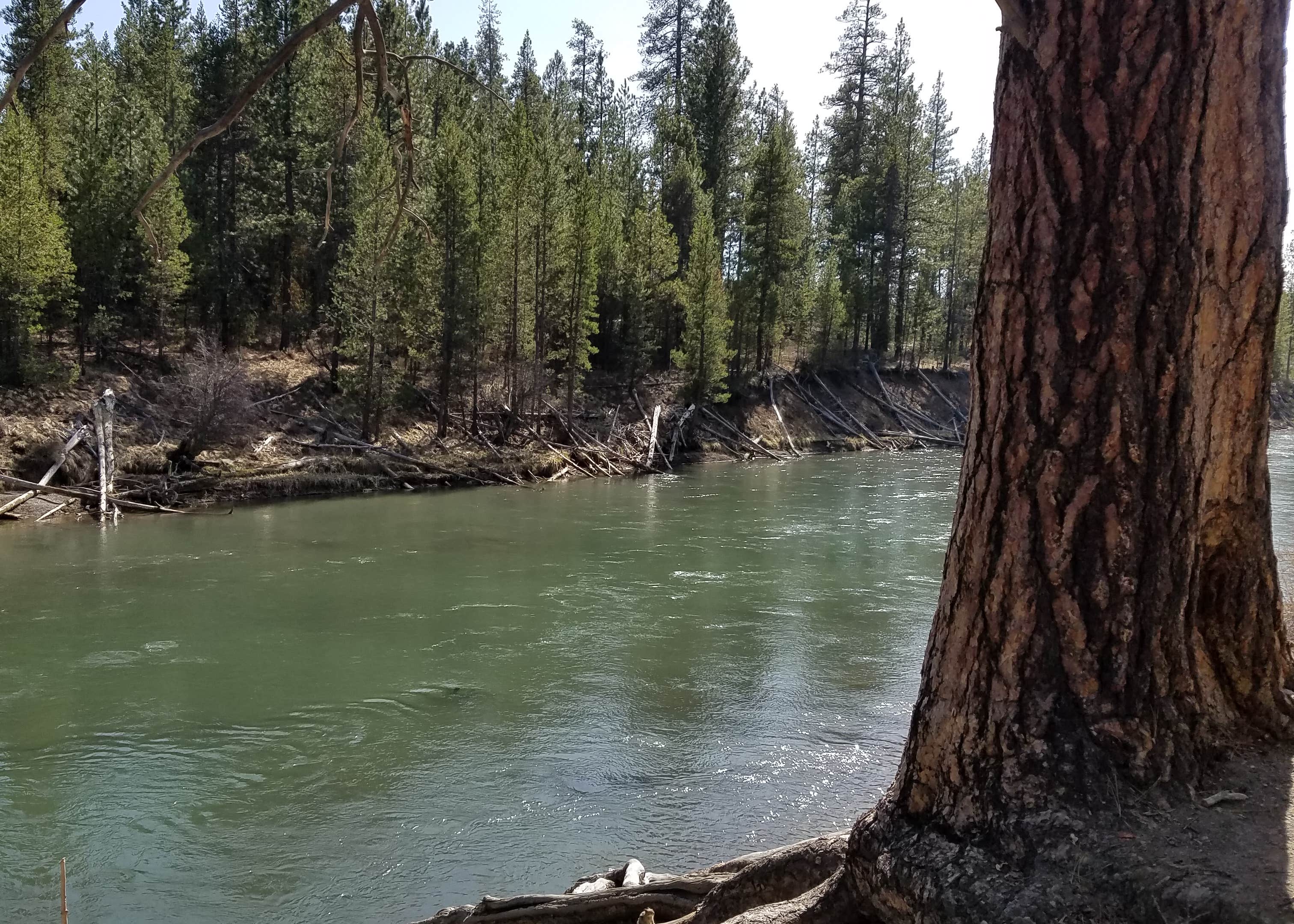 LaPine State Park Camping The Dyrt