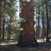 Review photo of LaPine State Park Campground by Nancy W., April 30, 2019