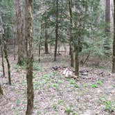 Review photo of Sipsey Wilderness Backcountry Site (Trail 203 Site B) by Asher K., May 1, 2019