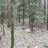 Review photo of Sipsey Wilderness Backcountry Site (Trail 203 Site B) by Asher K., May 1, 2019