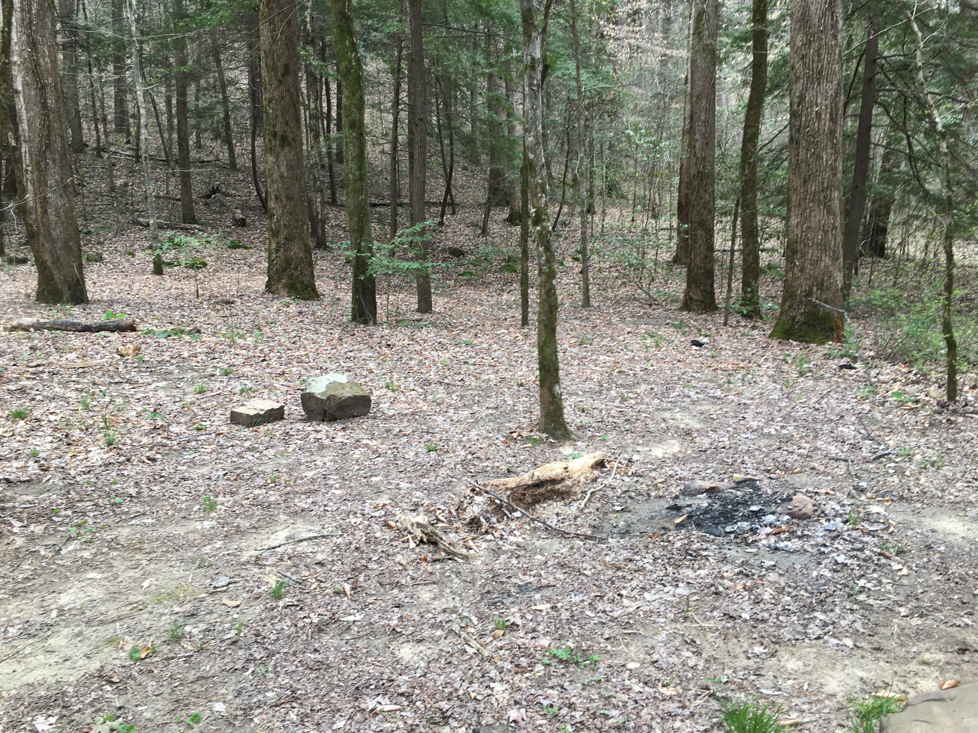 Camper submitted image from Sipsey Wilderness Backcountry Site (Trail 203 Site B) - 4