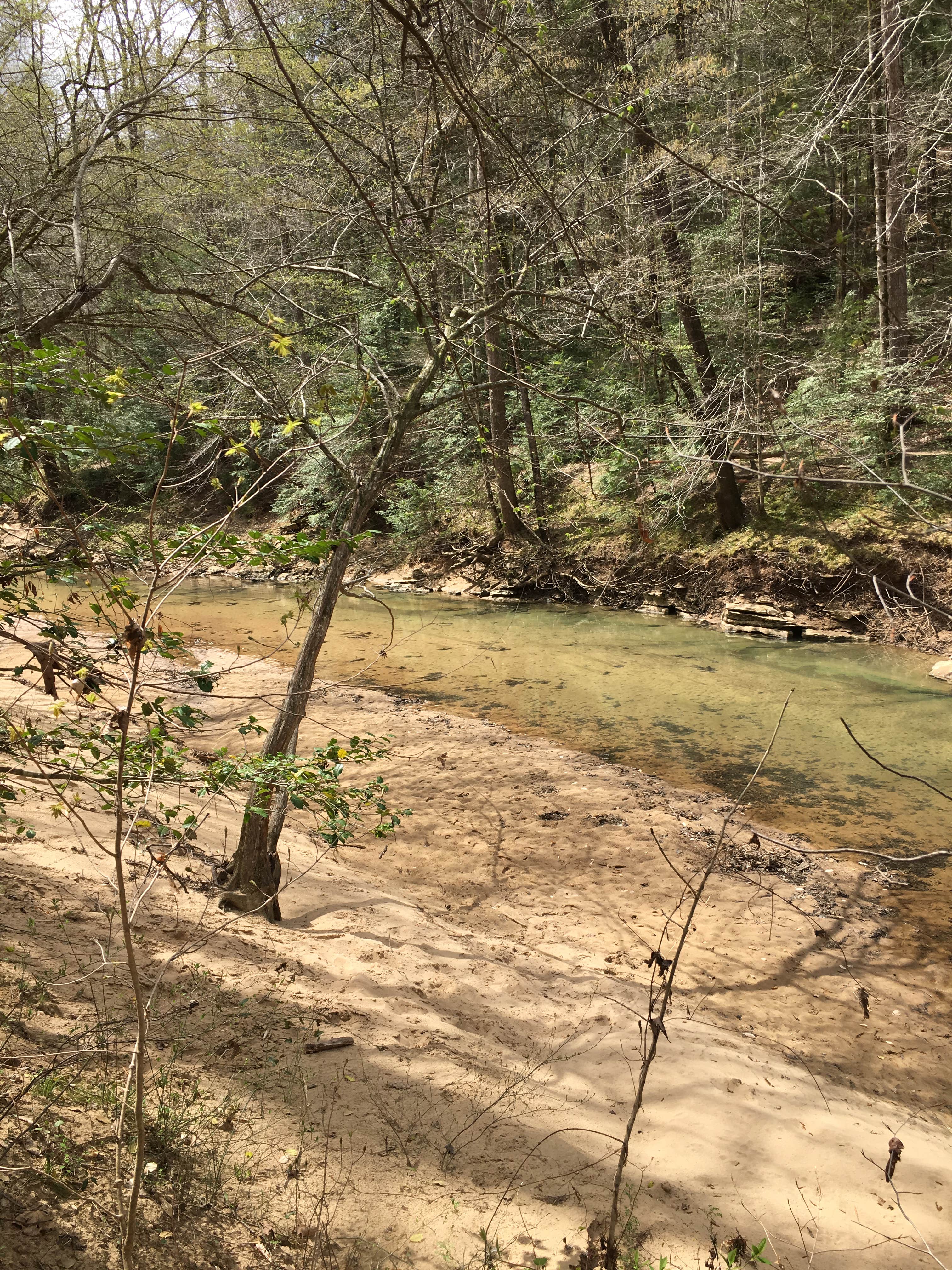 Camper-submitted photo at Sipsey Wilderness Backcountry Site (Trail 203 Site B) near Danville, AL