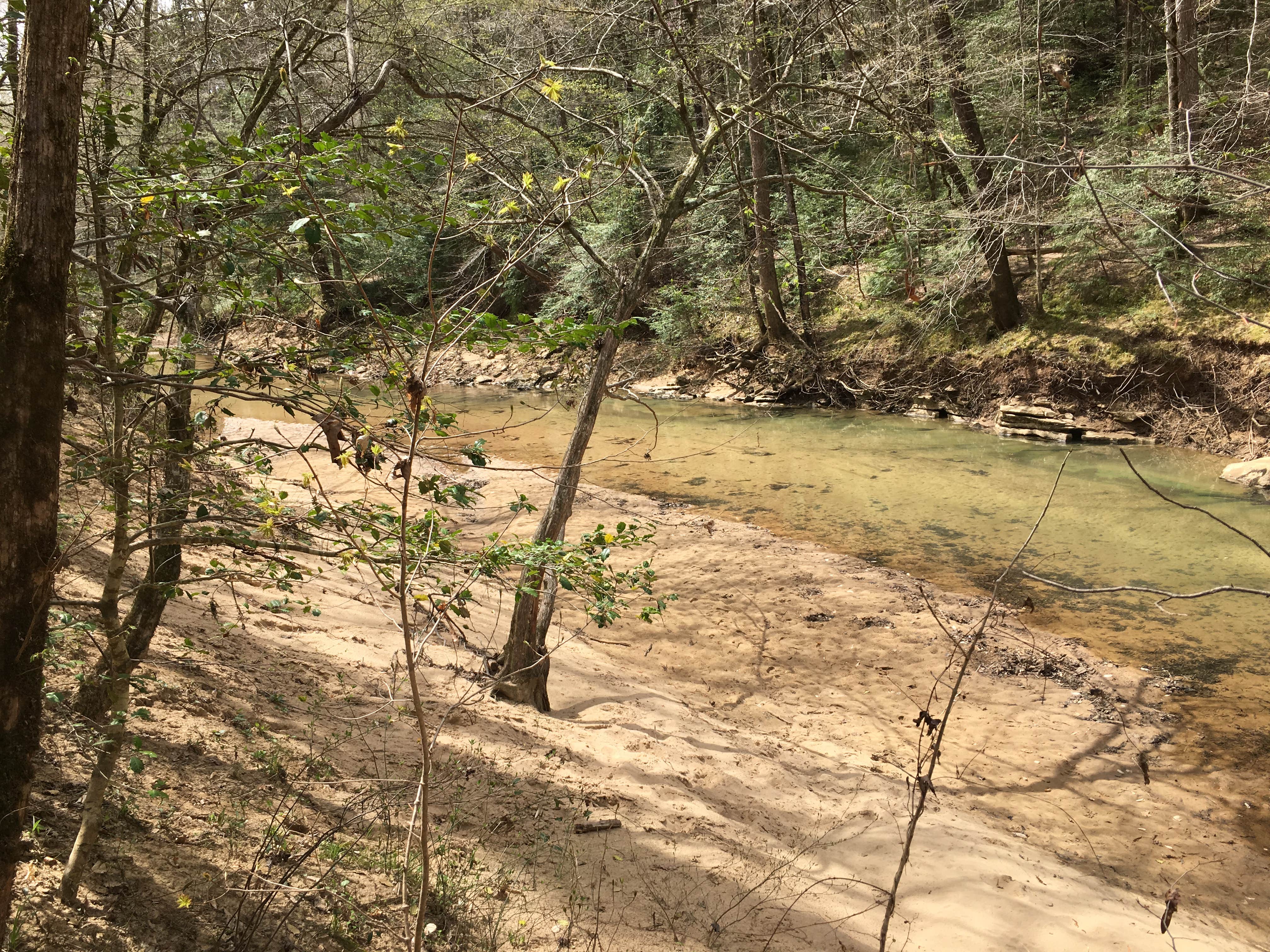 Camper-submitted photo at Sipsey Wilderness Backcountry Site (Trail 203 Site B) near Danville, AL