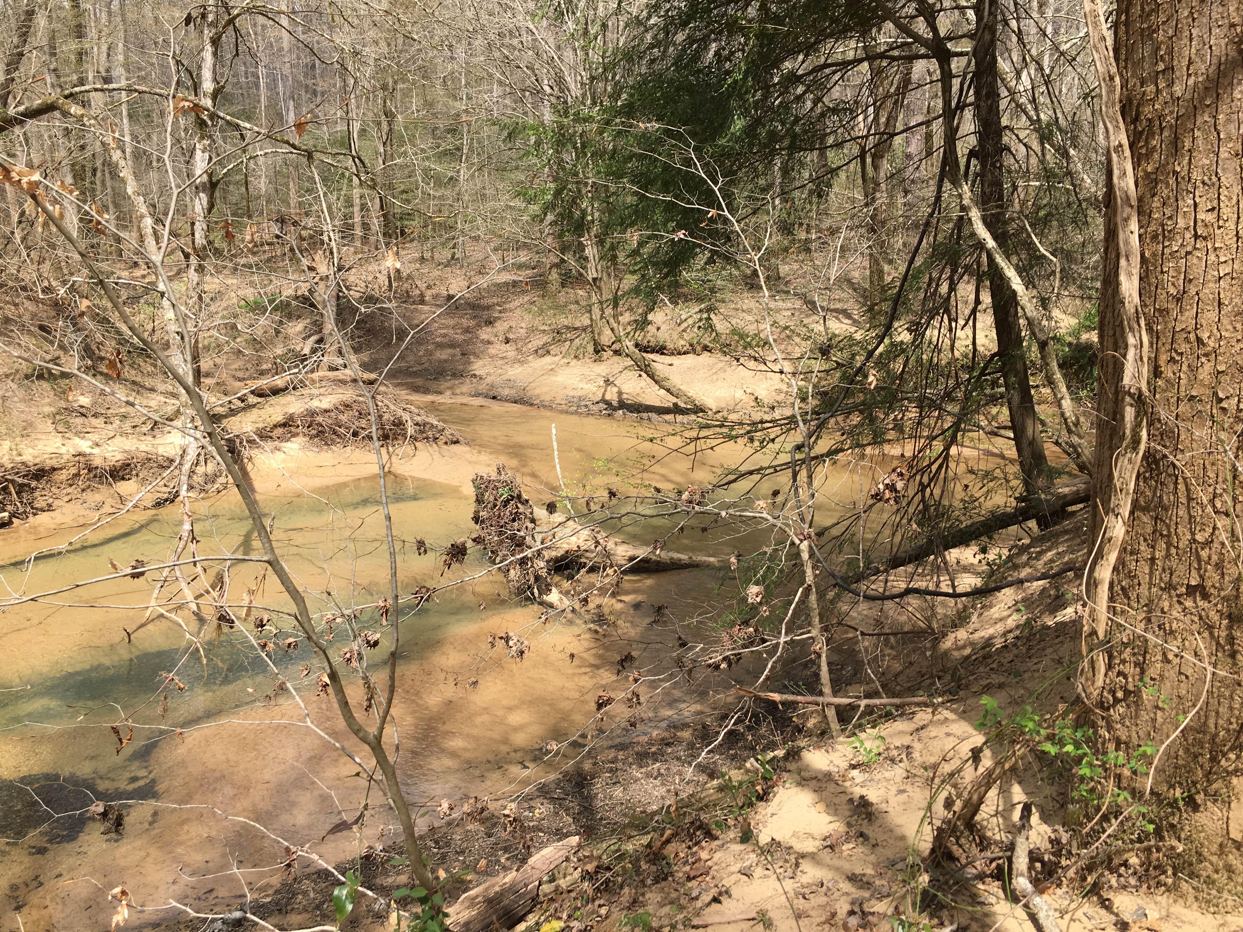 Camper-submitted photo at Sipsey Wilderness Backcountry Site (Trail 203 Site B) near Danville, AL