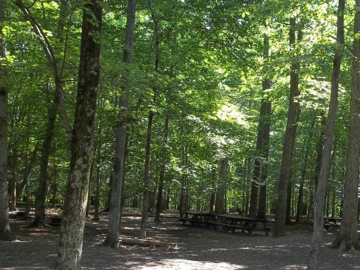Camper submitted image from Turkey Run Ridge Group Campground — Prince William Forest Park - 3