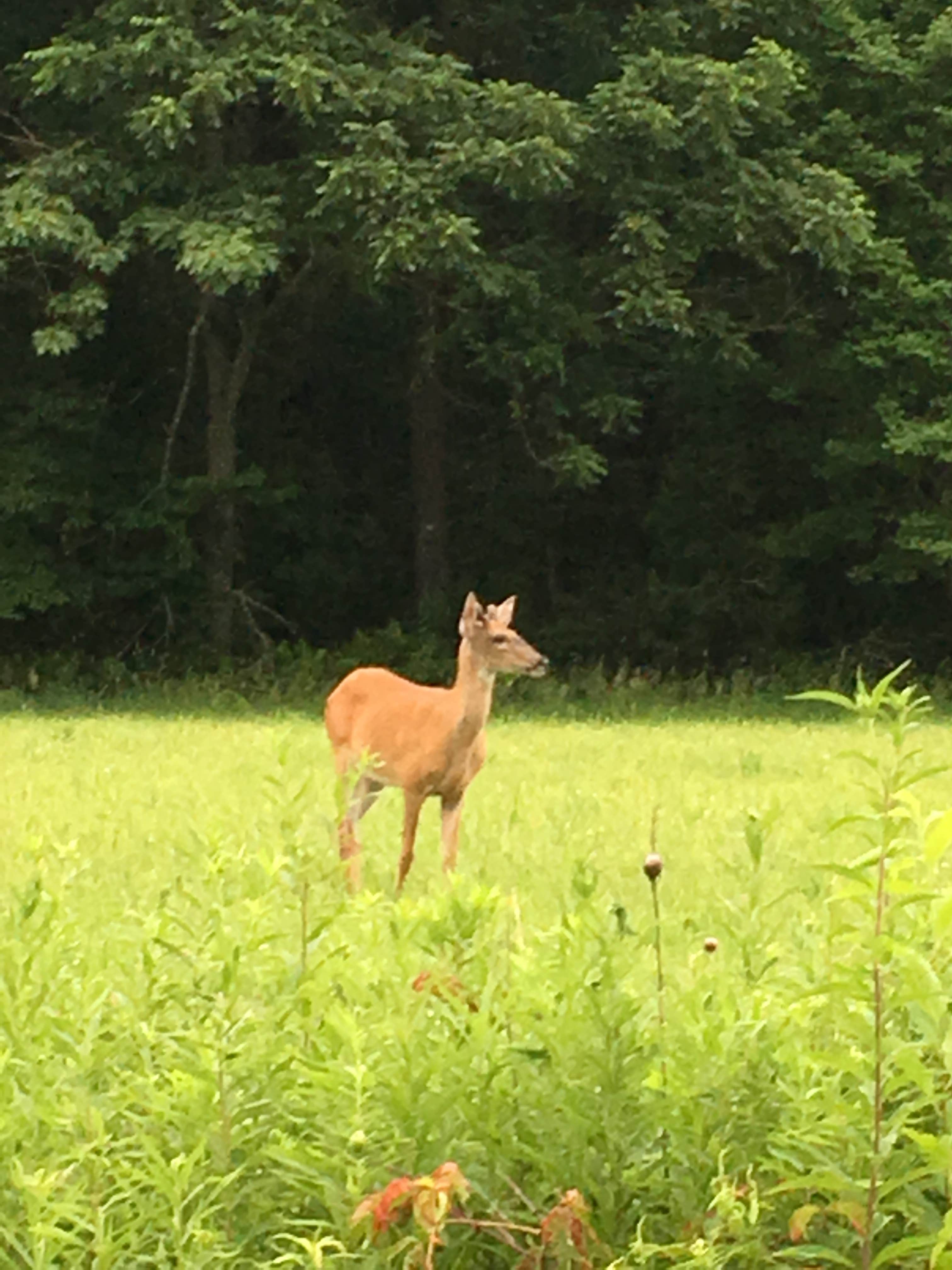 Camper submitted image from Dubay Park Campground - 5