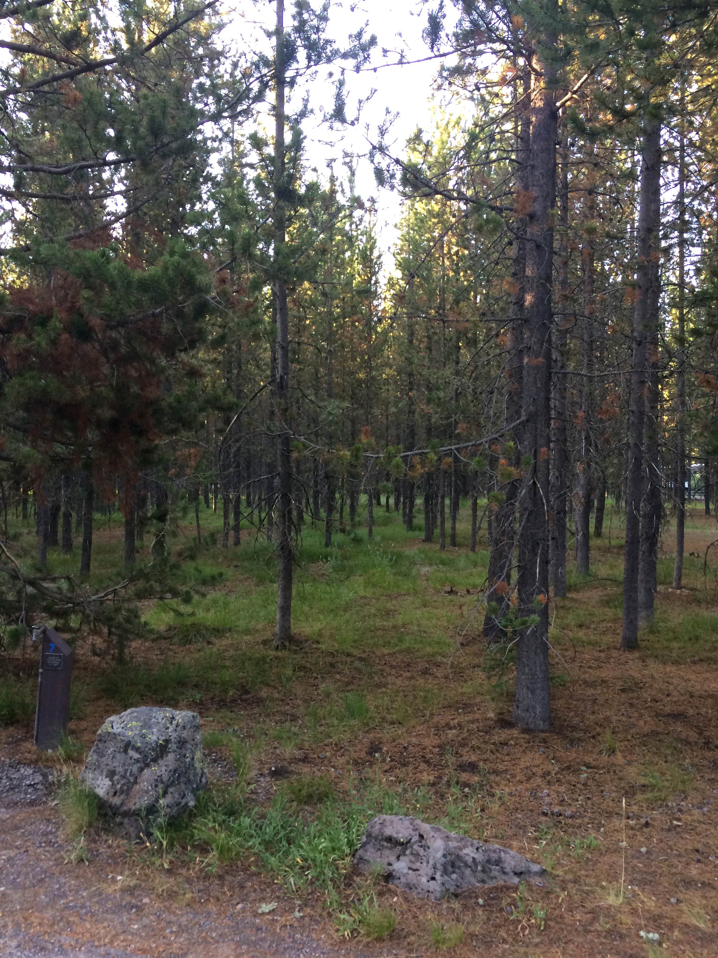 Camper-submitted photo at Big Springs Campground near Island Park, ID