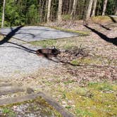 Review photo of Cosby Campground — Great Smoky Mountains National Park by Jean C., May 1, 2019