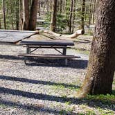Review photo of Cosby Campground — Great Smoky Mountains National Park by Jean C., May 1, 2019