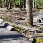 Review photo of Cosby Campground — Great Smoky Mountains National Park by Jean C., May 1, 2019