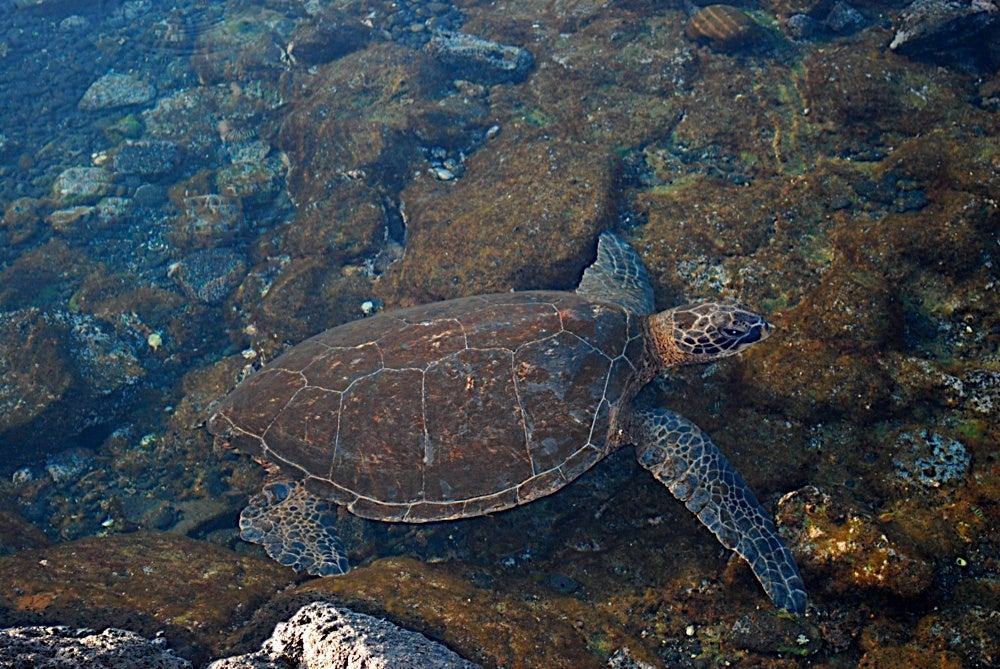 Turtles frequent the tide pools