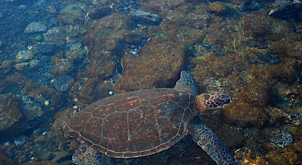 Punalu`u Beach Park Sea Turtle on Black Sand Beach in Hawaii Volcanoes National Park