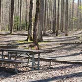 Review photo of Cosby Campground — Great Smoky Mountains National Park by Jean C., May 1, 2019