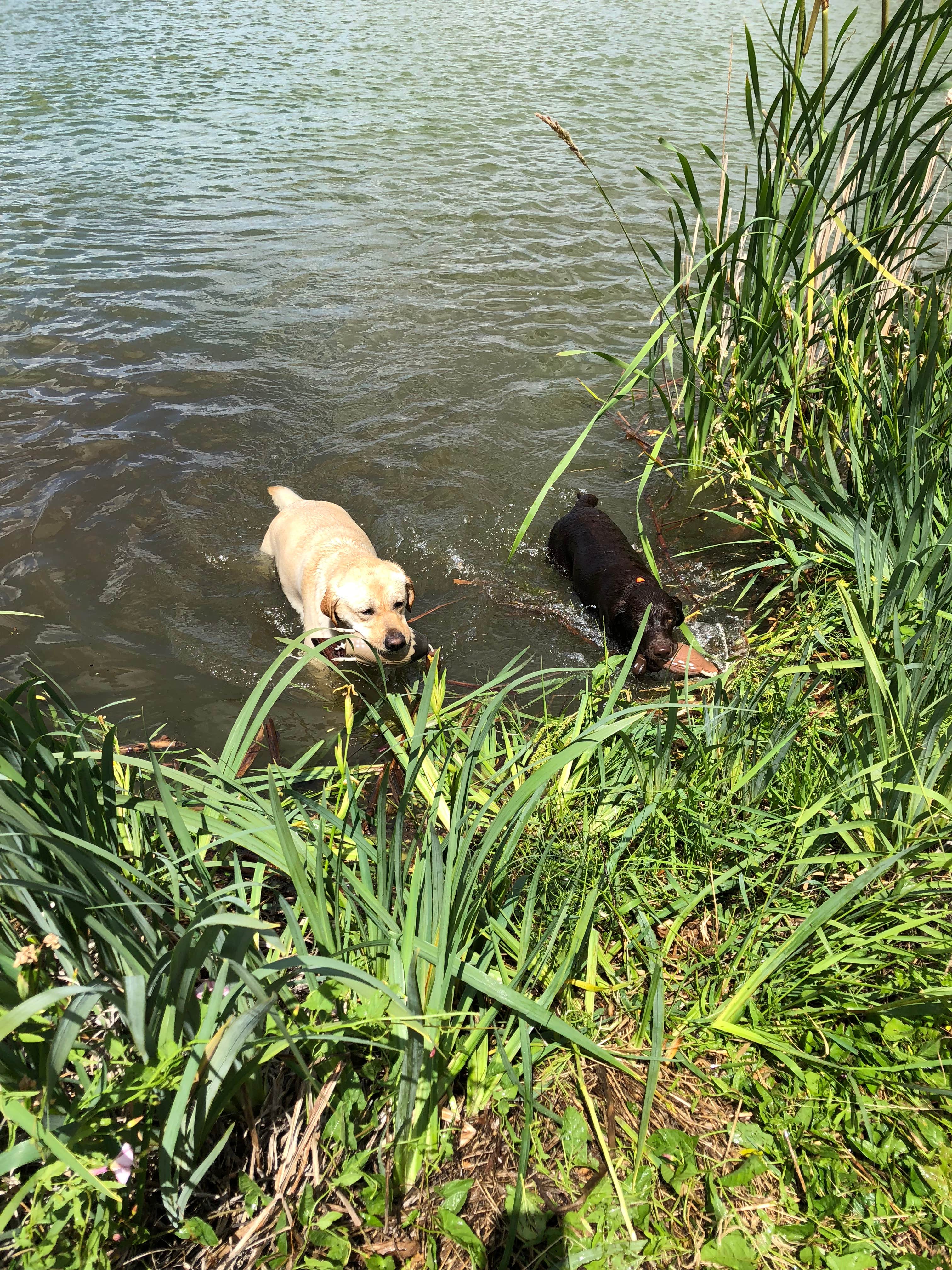 Analia F.'s photo of camping with pets at Lakewood Campgrounds near Swanton, VT
