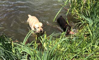 Analia F.'s photo of camping with pets at Lakewood Campgrounds near Chazy, NY