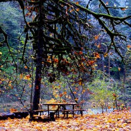 Public Campgrounds: Staircase Campground — Olympic National Park